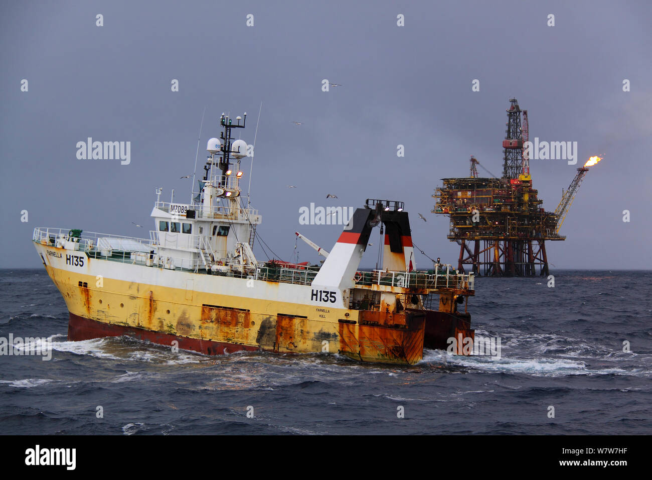 Scafo registrato trawler &#39;Farnella&#39; la pesca del merluzzo carbonaro sul Mare del Nord, novembre 2013. Tutti i non-usi editoriali deve essere eliminato singolarmente. Foto Stock