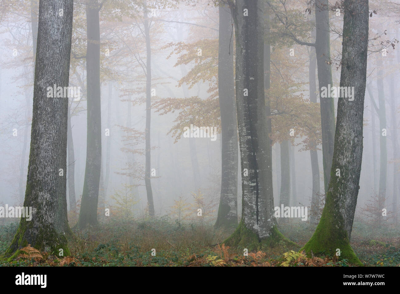 Misty faggio (Fagus sylvatica) foresta in autunno, montagne Vosges, Francia, Novembre 2013 Foto Stock