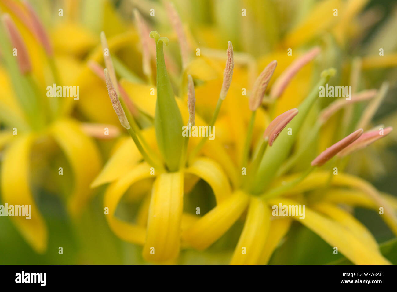 Close up di Grande giallo (genziana lutea Gentiana) fiori, Aubrac, Auvergne, Francia, Luglio. Foto Stock