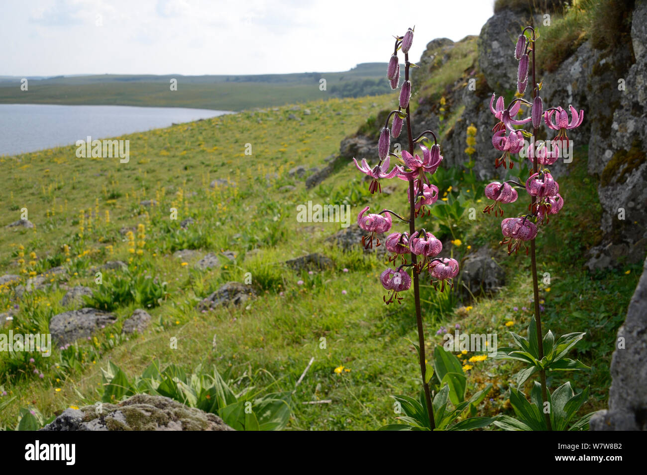 Martagon lily (Lilium martagon) in habitat, Aubrac, Auvergne, Francia, Luglio. Foto Stock