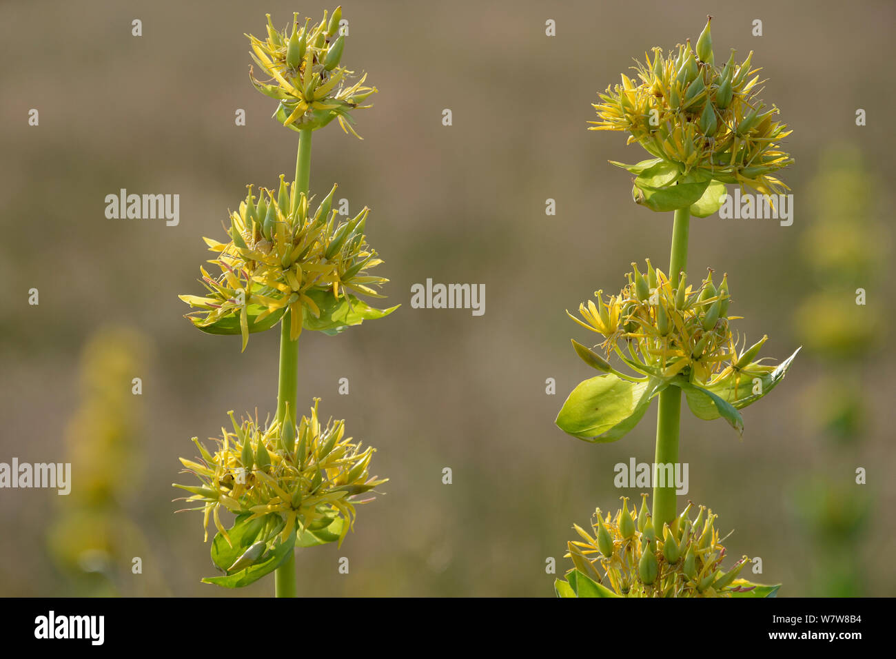 Grande giallo (genziana lutea Gentiana) in fiore, Aubrac, Auvergne, Francia, Luglio. Foto Stock
