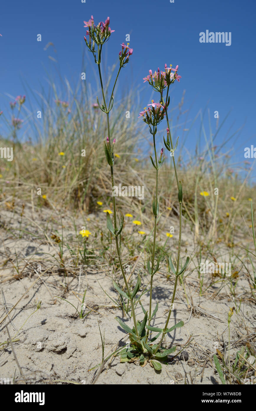 Comune (centaury Centaurium erythraea) fioritura di giovani, giallo coastal dune di sabbia a fianco di Marram grass (Ammophila arenaria) e minore hawkbit (Leontodon saxatilis), Studland, Dorset, Regno Unito, Luglio. Foto Stock
