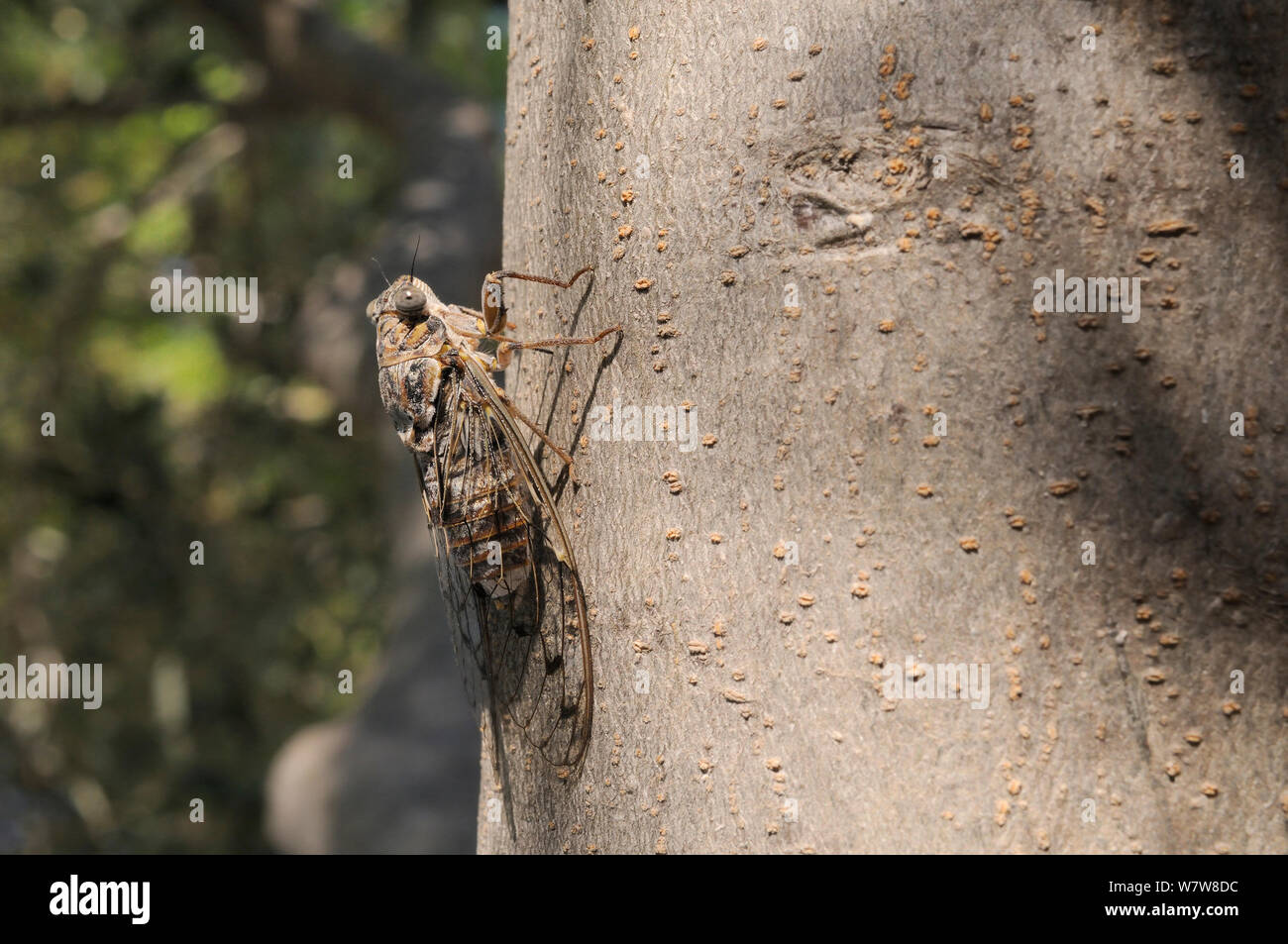 Grigio (cicala Cicala orni) cantare da un treetrunk Olivo (Olea europaea), Kilada, Peloponneso, Grecia, Agosto. Foto Stock