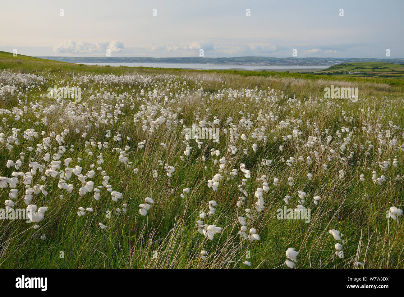 Stand denso di comune cottongrass (Eriophorum angustifolium) fioritura su Lande umide, la Penisola di Gower, Wales, Regno Unito, Giugno. Foto Stock