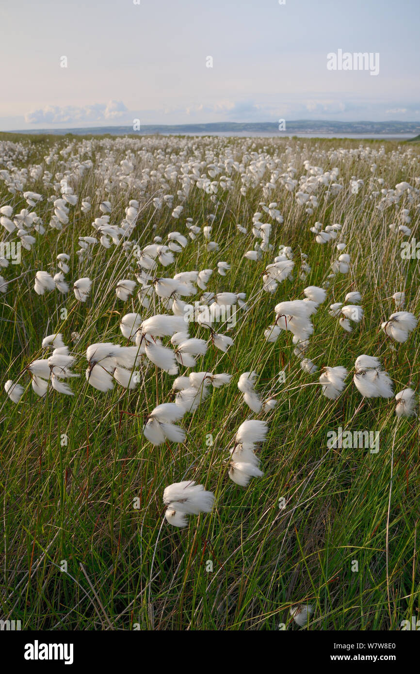 Stand denso di comune cottongrass (Eriophorum angustifolium) fioritura su Lande umide, la Penisola di Gower, Wales, Regno Unito, Giugno. Foto Stock