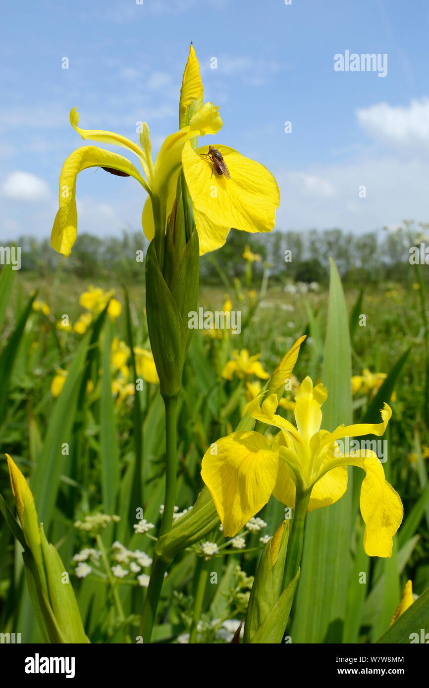 Bandiera gialla iridi (Iris pseudacorus) fioritura in un fosso in una pianura umido prato con un muso / Duck-fatturati Hoverfly (Rhingia campestris) poggiante su un petalo, Wiltshire, Regno Unito, Giugno. Foto Stock
