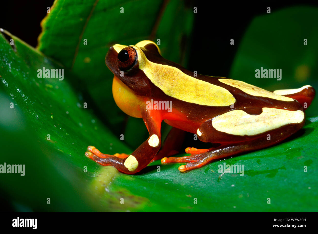 Beireis' treefrog (Dendropsophus leucophyllatus) caling sulla foglia, Guiana francese. Foto Stock