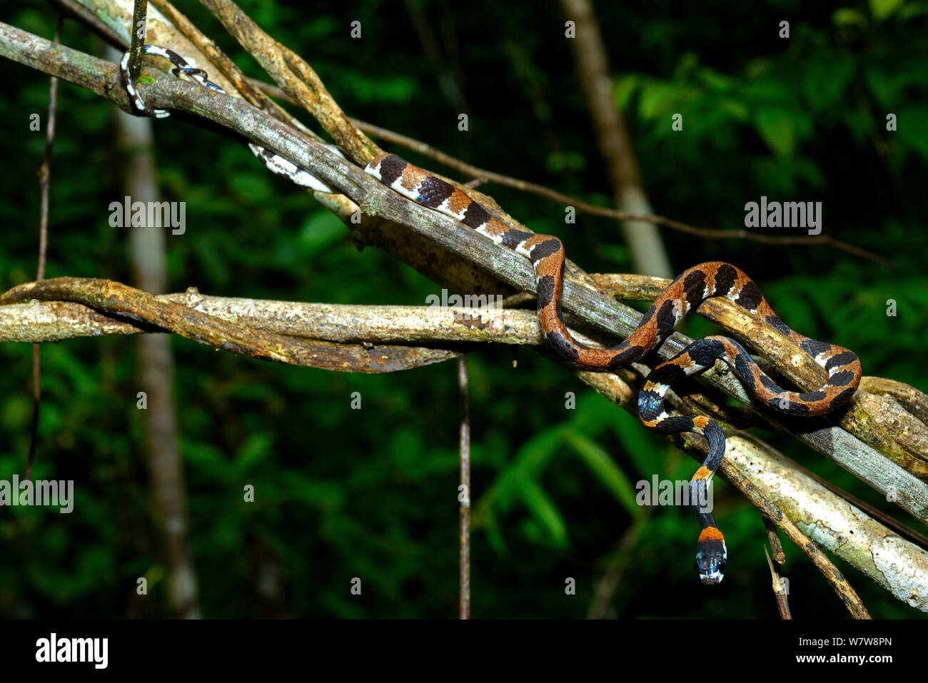 Catesby la lumaca-eating snake (Dipsas catesbyi) Guinea francese Foto Stock