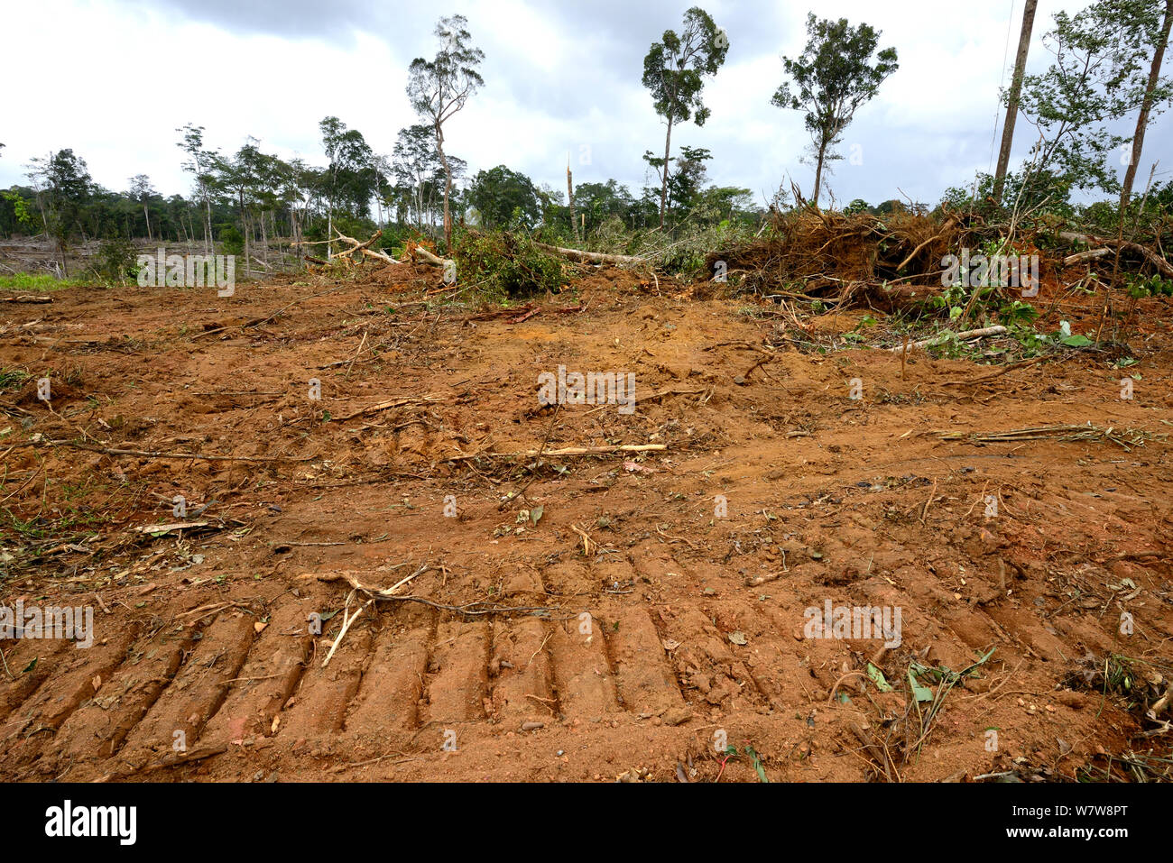 Foresta primaria distrutto da schiacciasassi, Guiana francese, aprile 2013. Foto Stock
