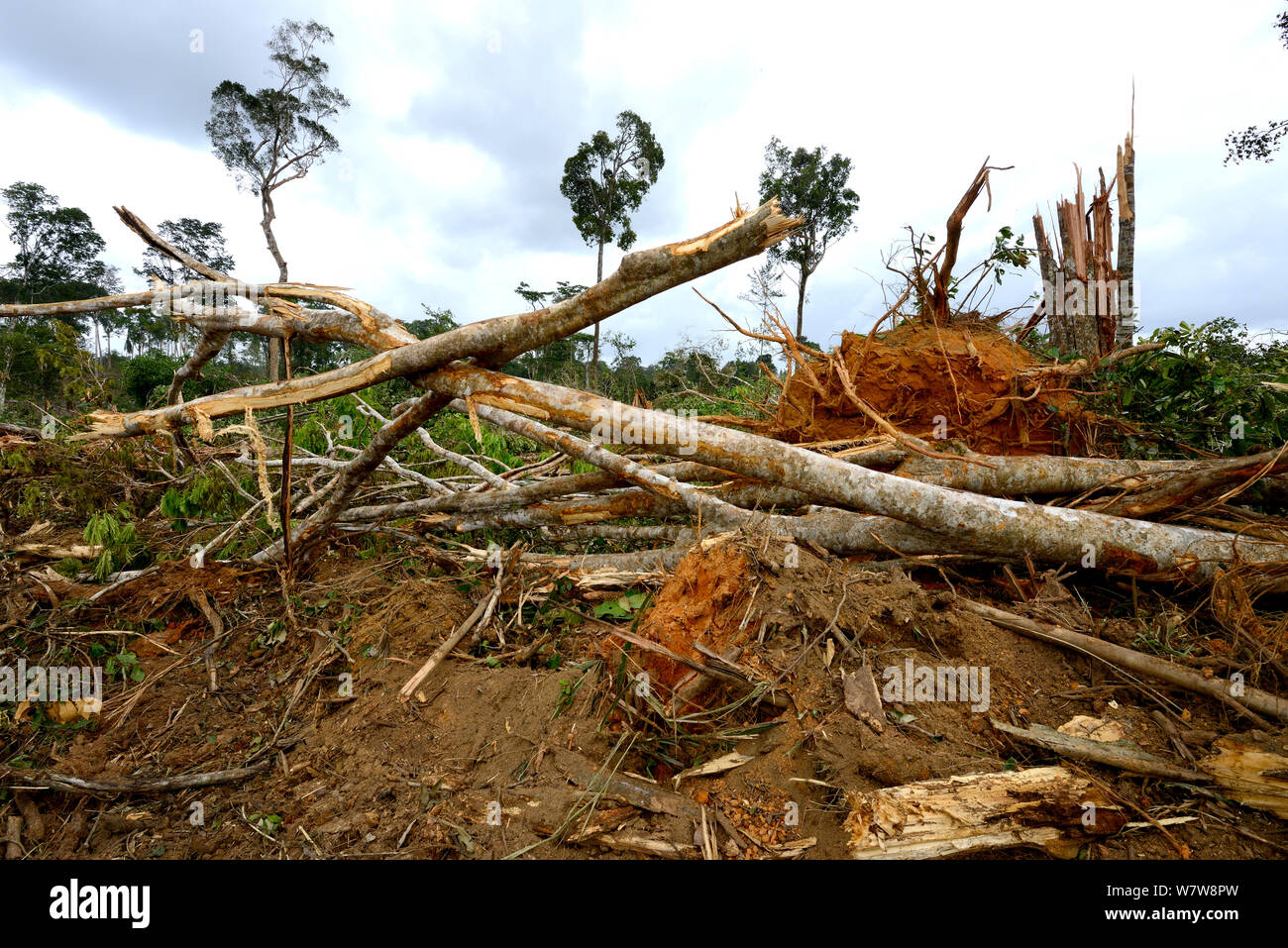 Foresta primaria distrutto da schiacciasassi, Guiana francese, aprile 2013. Foto Stock