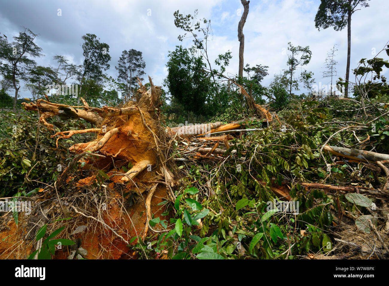 Foresta primaria distrutto da schiacciasassi, Guiana francese, aprile 2013. Foto Stock