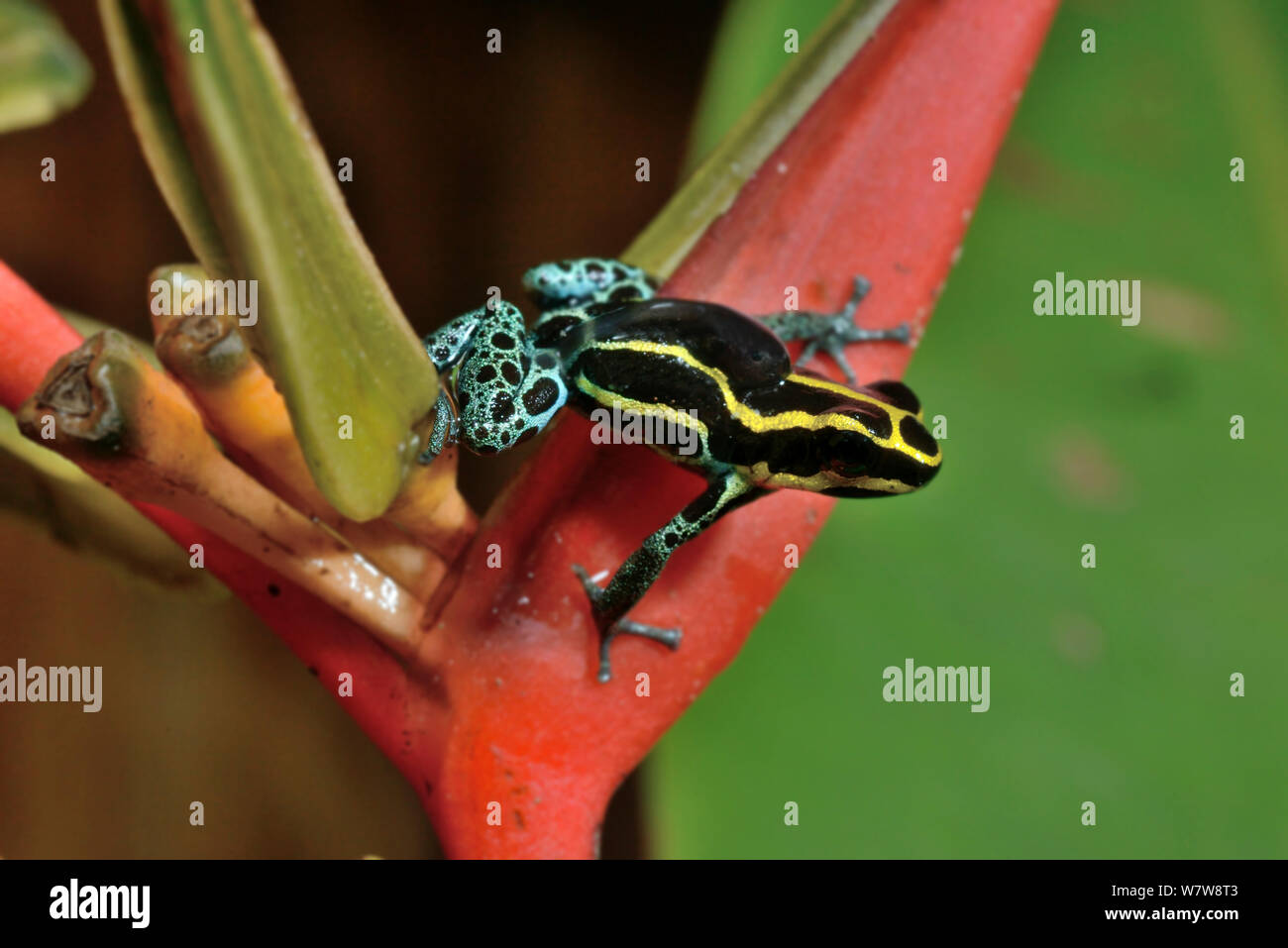 Veleno reticolato (rana Ranitomeya ventrimaculata) con un girino sul retro, sul fiore Heleconius, Guiana francese. Foto Stock