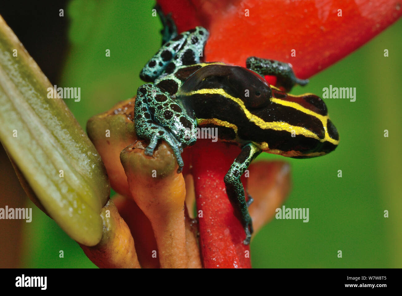 Veleno reticolato (rana Ranitomeya ventrimaculata) con un girino sul retro, sul fiore Heleconius, Guiana francese. Foto Stock