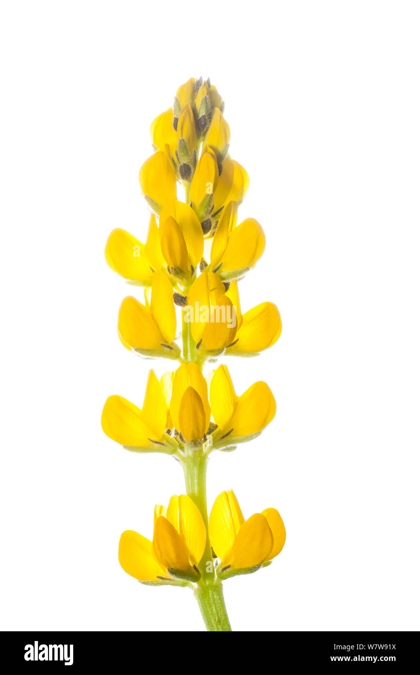 Europeo di lupino giallo (Lupinus luteus) Portogallo, Aprile. Progetto Meetyourneighbors.net. Foto Stock