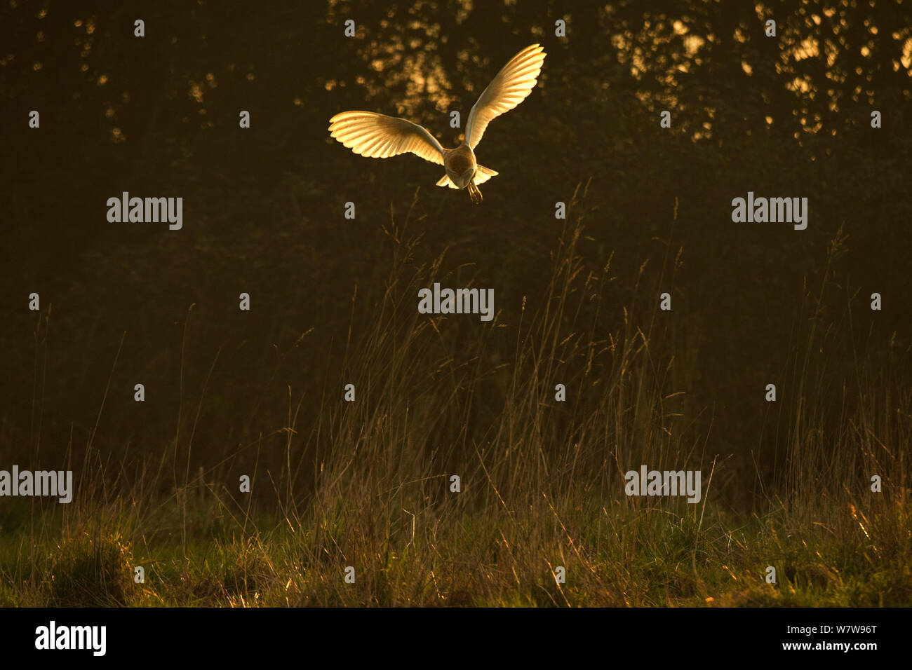 Il barbagianni (Tyto alba) caccia in fine la luce solare, UK, Marzo. Foto Stock