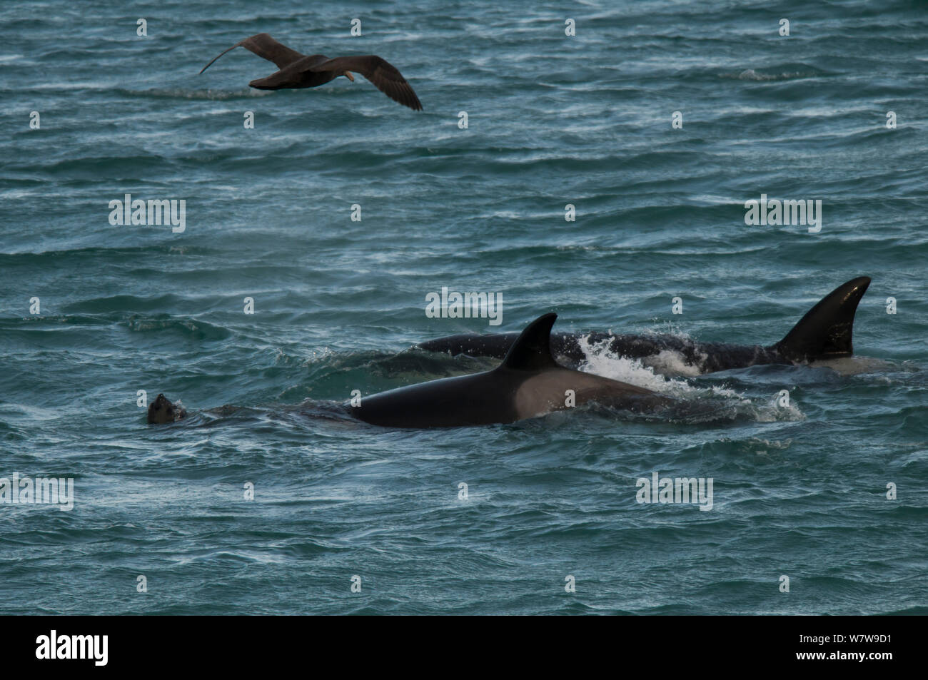 Orca (Orcinus orca) caccia elefanti marini, Caleta Valdez, Riserva Provinciale, Penisola Valdez, Chubut, Patagonia Argentina Foto Stock