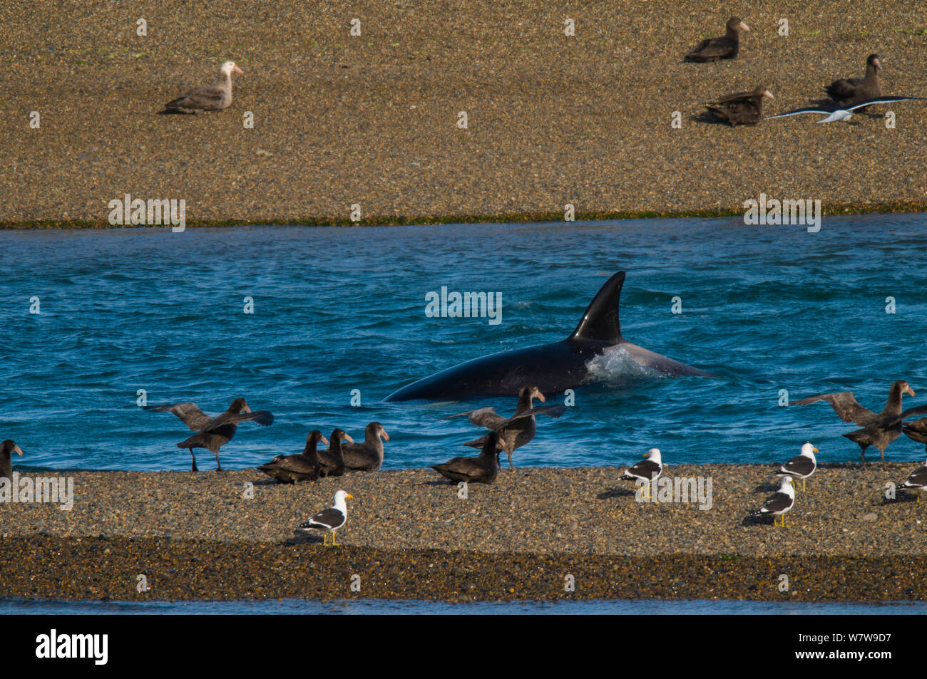 Orca (Orcinus orca) caccia elefanti marini, Caleta Valdez, Riserva Provinciale, Penisola Valdez, Chubut, Patagonia Argentina Foto Stock