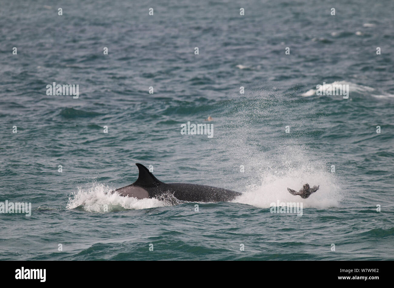 Orca (Orcinus orca) caccia Sea Lion cuccioli, Punta Norte Riserva Provinciale, Penisola Valdez, Chubut, Patagonia Argentina Foto Stock