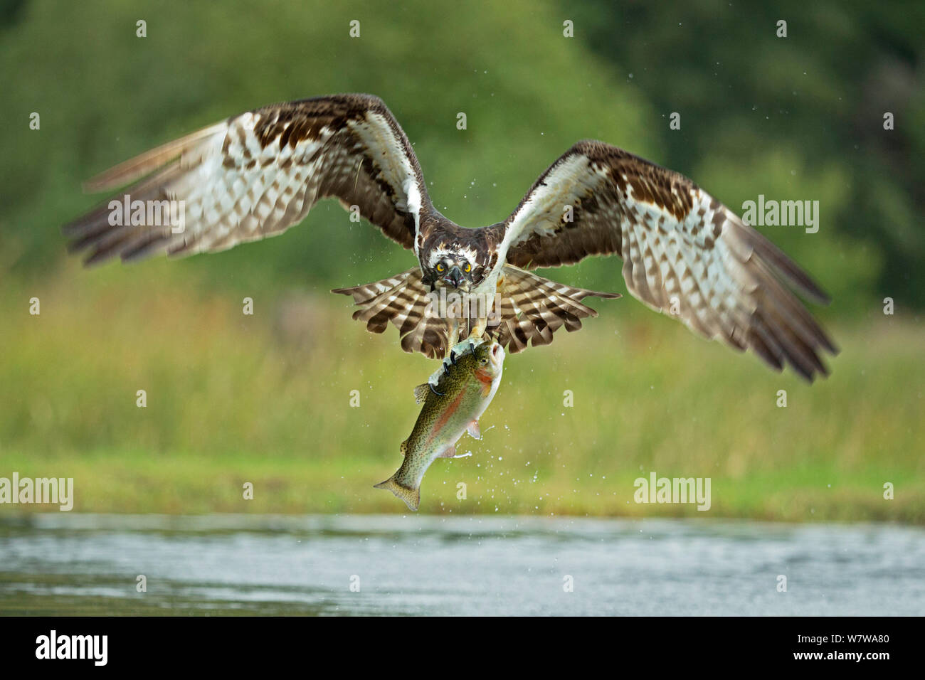 Falco pescatore (Pandion haliaetus) battenti con trote preda, Rothiemurchus, Scozia, Agosto. Foto Stock