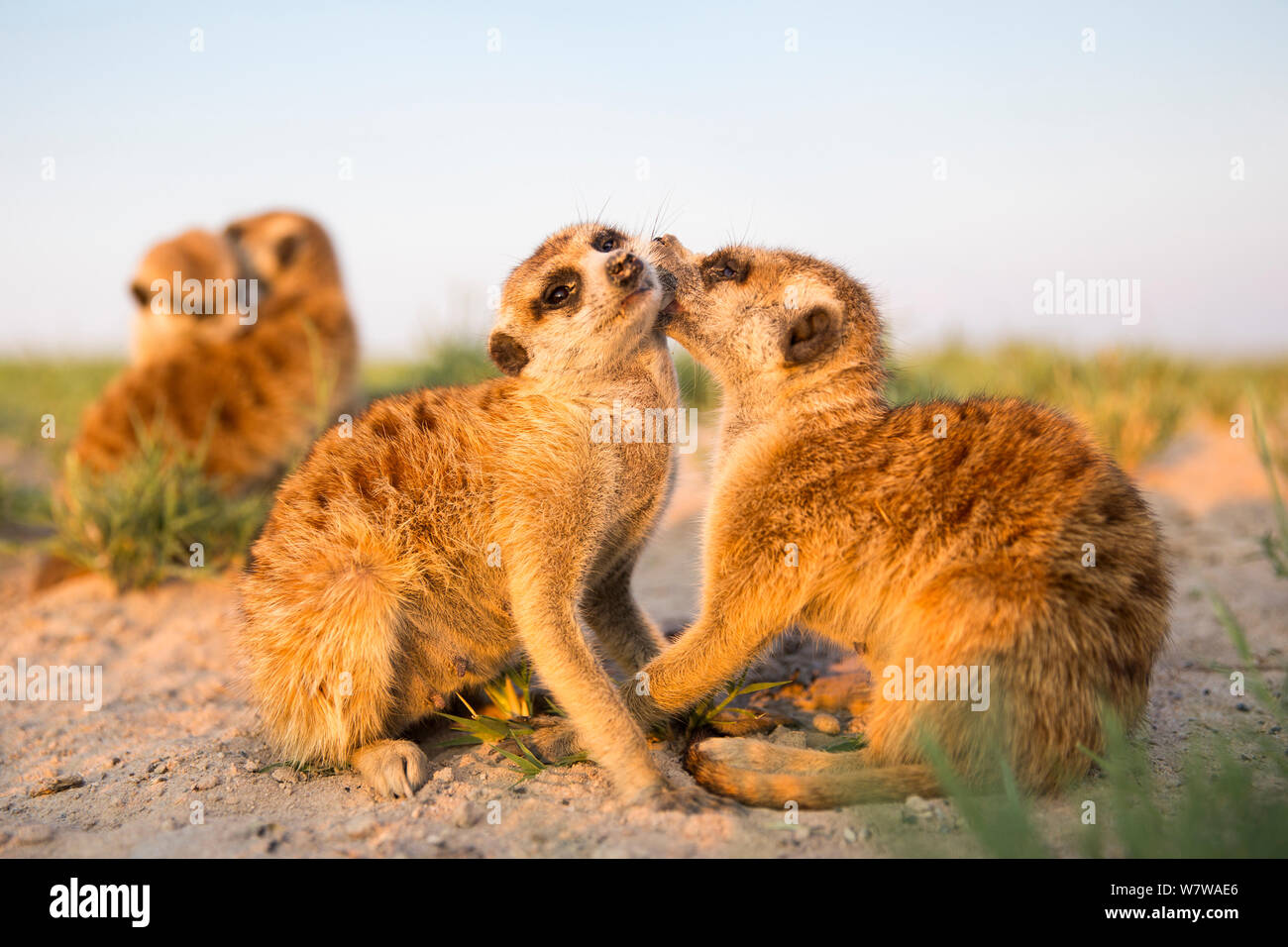 Meerkats (Suricata suricatta) toelettatura ogni altro, Makgadikgadi pentole, il Botswana. Foto Stock