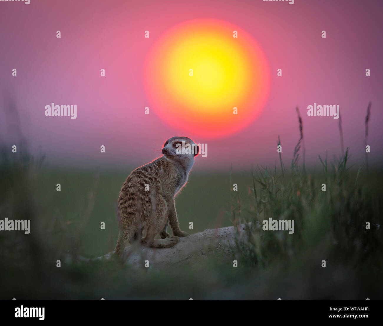 Meerkat (Suricata suricatta) al tramonto, Makgadikgadi pentole, il Botswana. Foto Stock