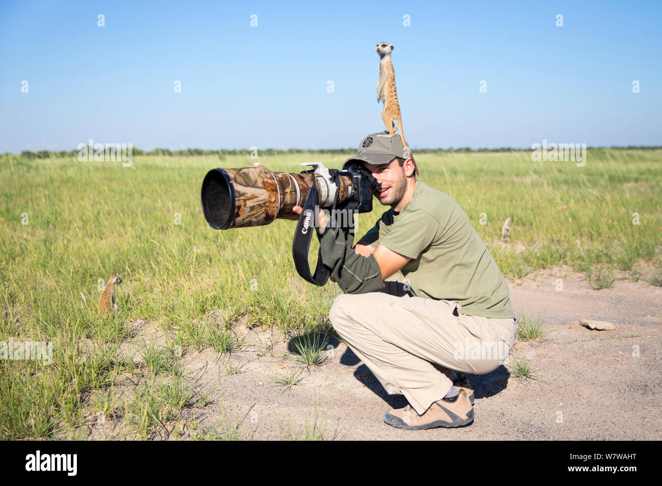 Meerkat (Suricata suricatta) utilizzando fotografo Burrard-Lucas come posto di vedetta, Makgadikgadi padelle, Botswana, Gennaio 2014. Foto Stock