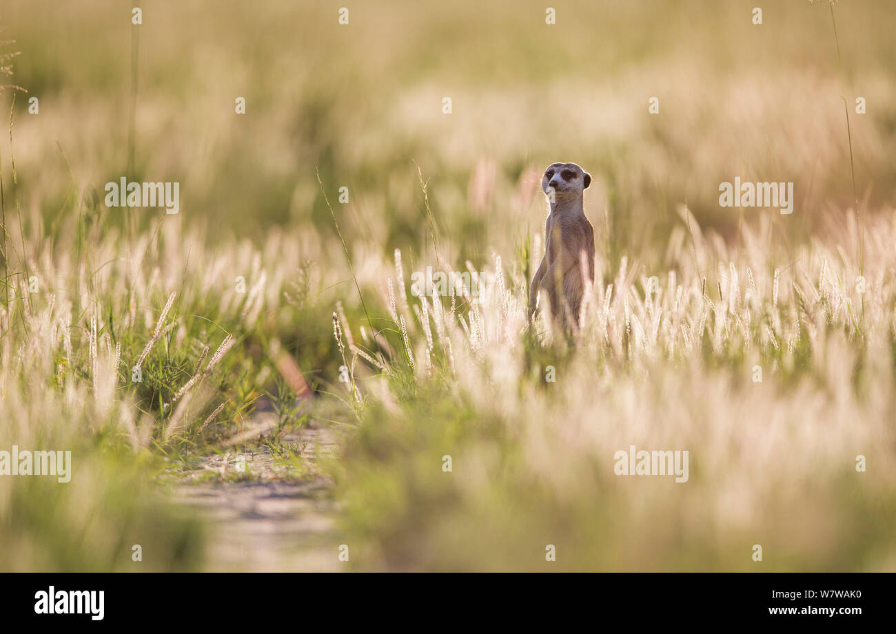 Meerkat (Suricata suricatta) avviso permanente sulle zampe posteriori. Makgadikgadi pentole, il Botswana. Foto Stock