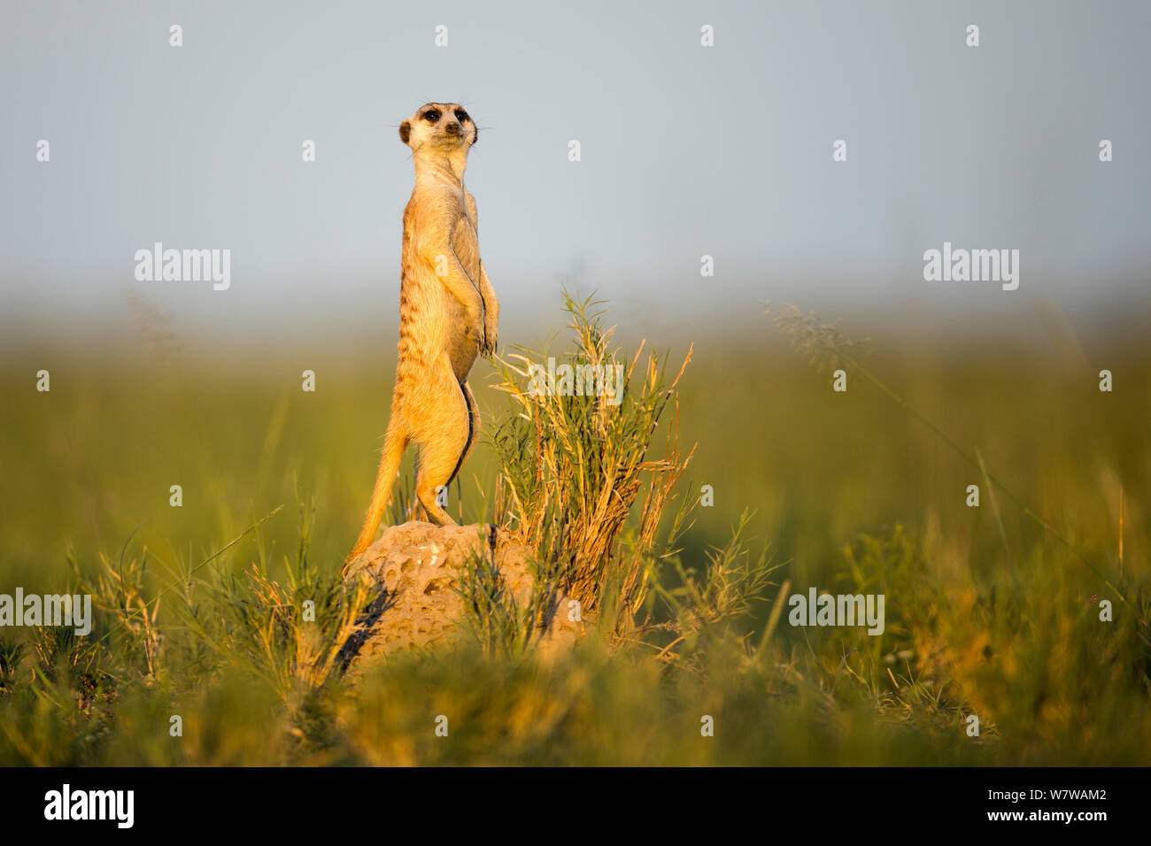 Meerkat (Suricata suricatta) avviso permanente sulle zampe posteriori. Makgadikgadi pentole, il Botswana. Foto Stock