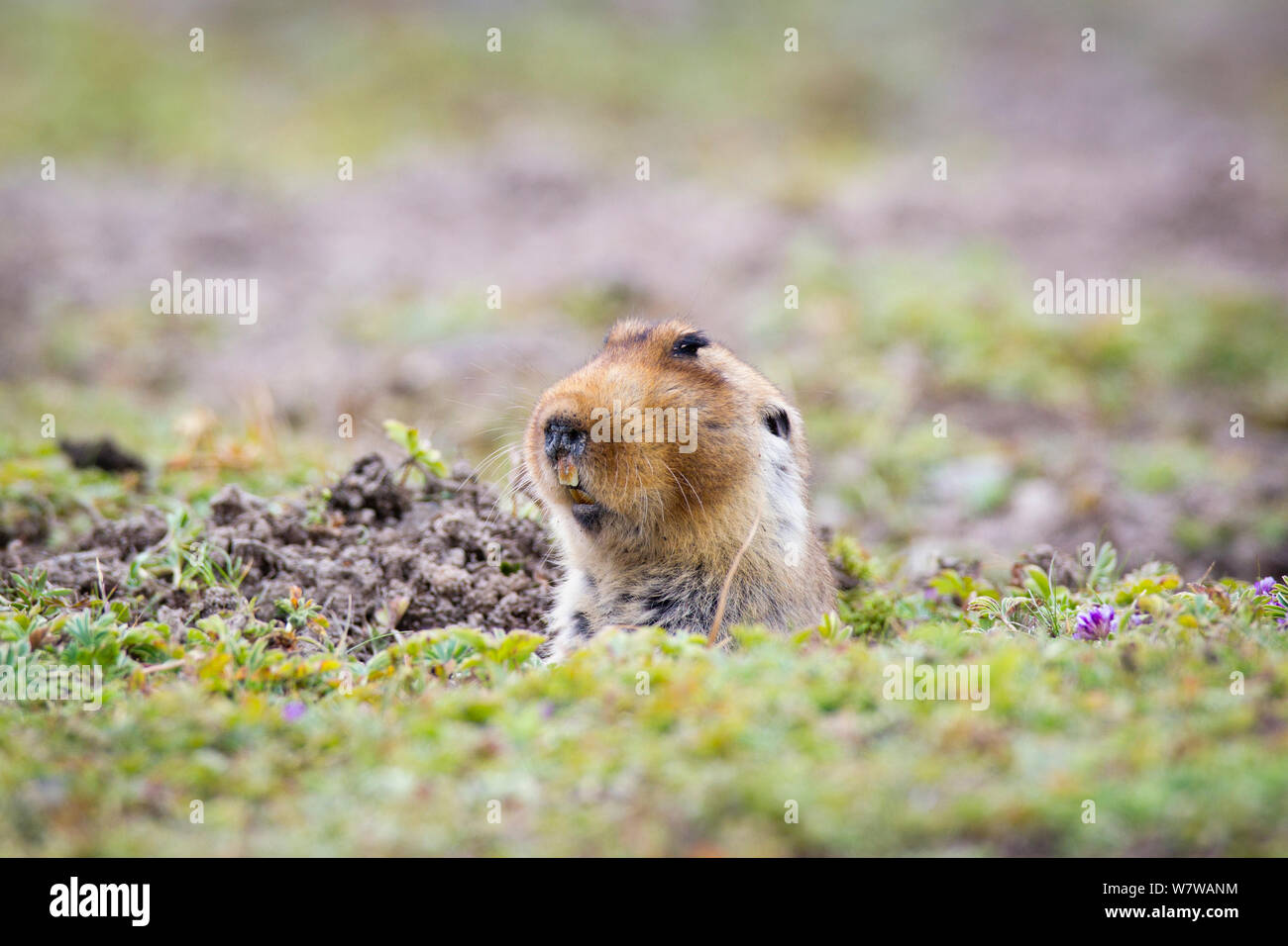 Grande capo-mole di ratto (Tachyoryctes macrocephalus) che figurano nel relativo foro, Bale Mountains National Park, Etiopia. Foto Stock