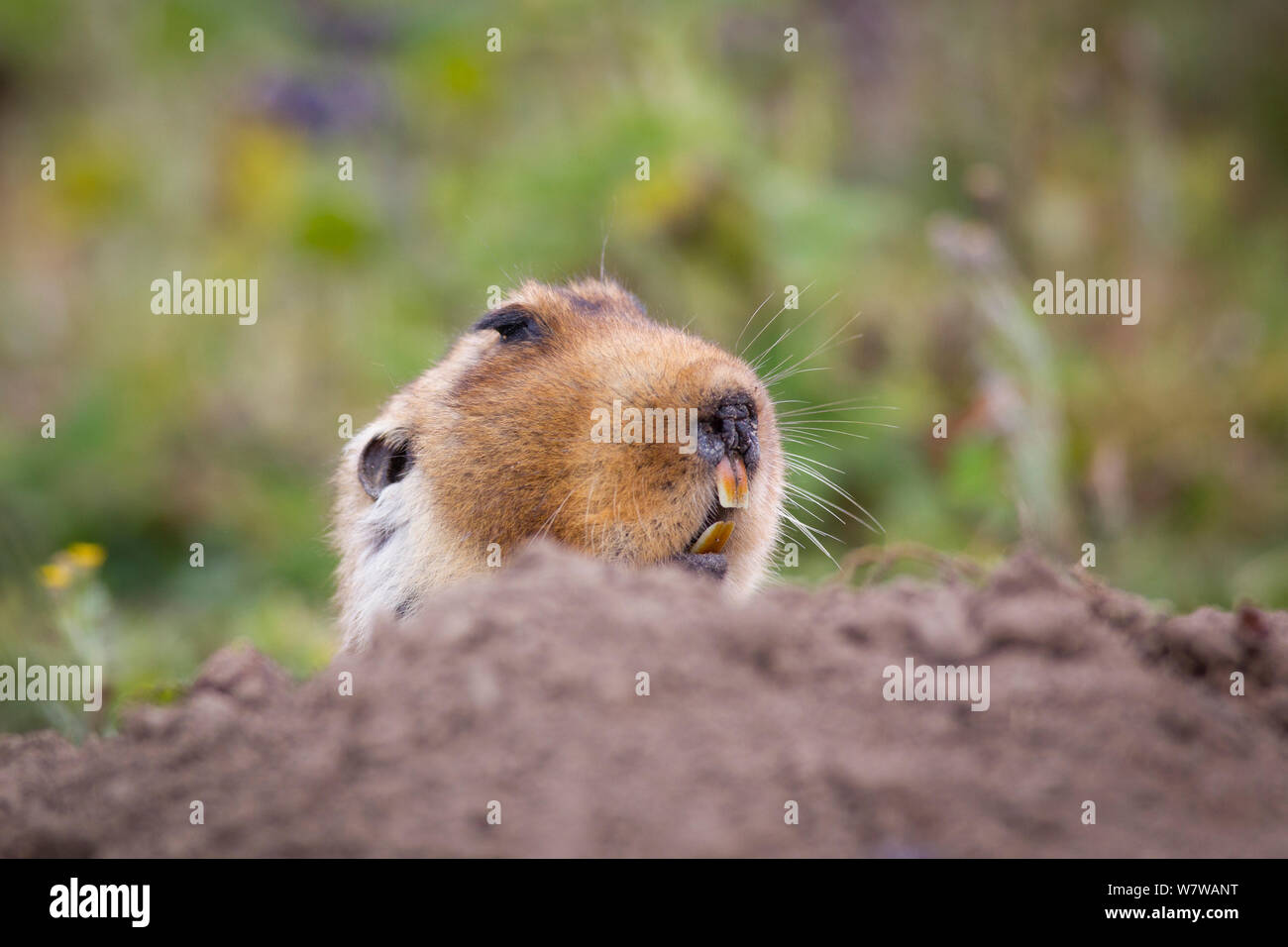Grande capo-mole di ratto (Tachyoryctes macrocephalus) che figurano nel relativo foro, Bale Mountains National Park, Etiopia. Foto Stock
