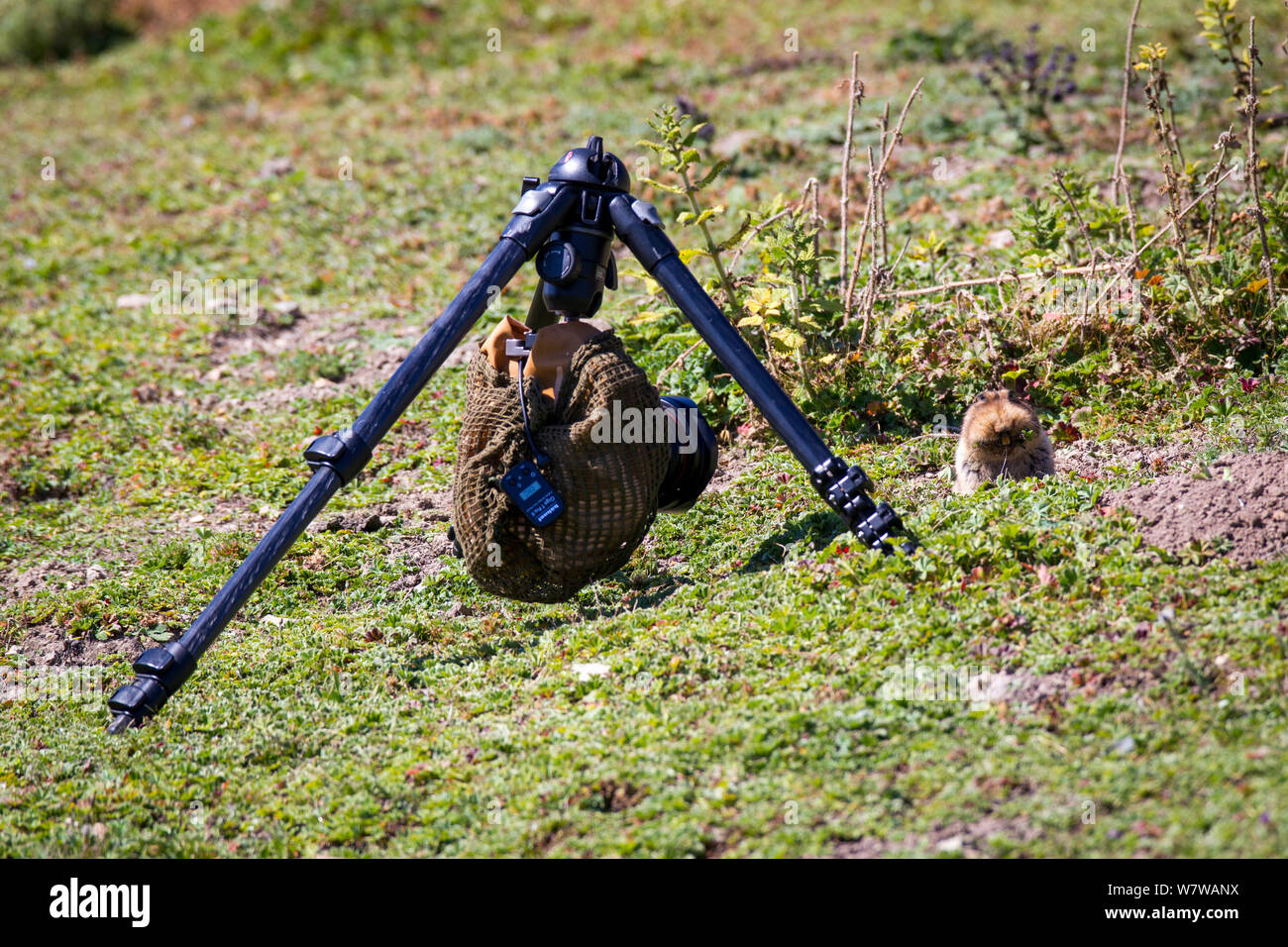 La fotocamera remota impostato per fotografare un grande capo-mole di ratto (Tachyoryctes macrocephalus) che figurano nel relativo foro, Bale Mountains National Park, Etiopia. Foto Stock
