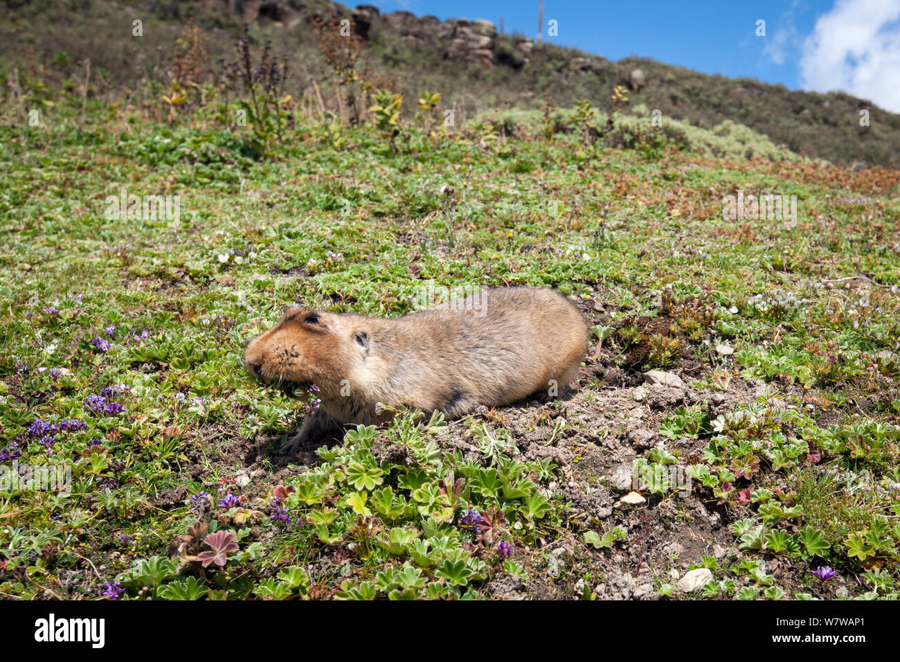 Grande capo-mole di ratto (Tachyoryctes macrocephalus) che figurano nel relativo foro, Bale Mountains National Park, Etiopia. Foto Stock