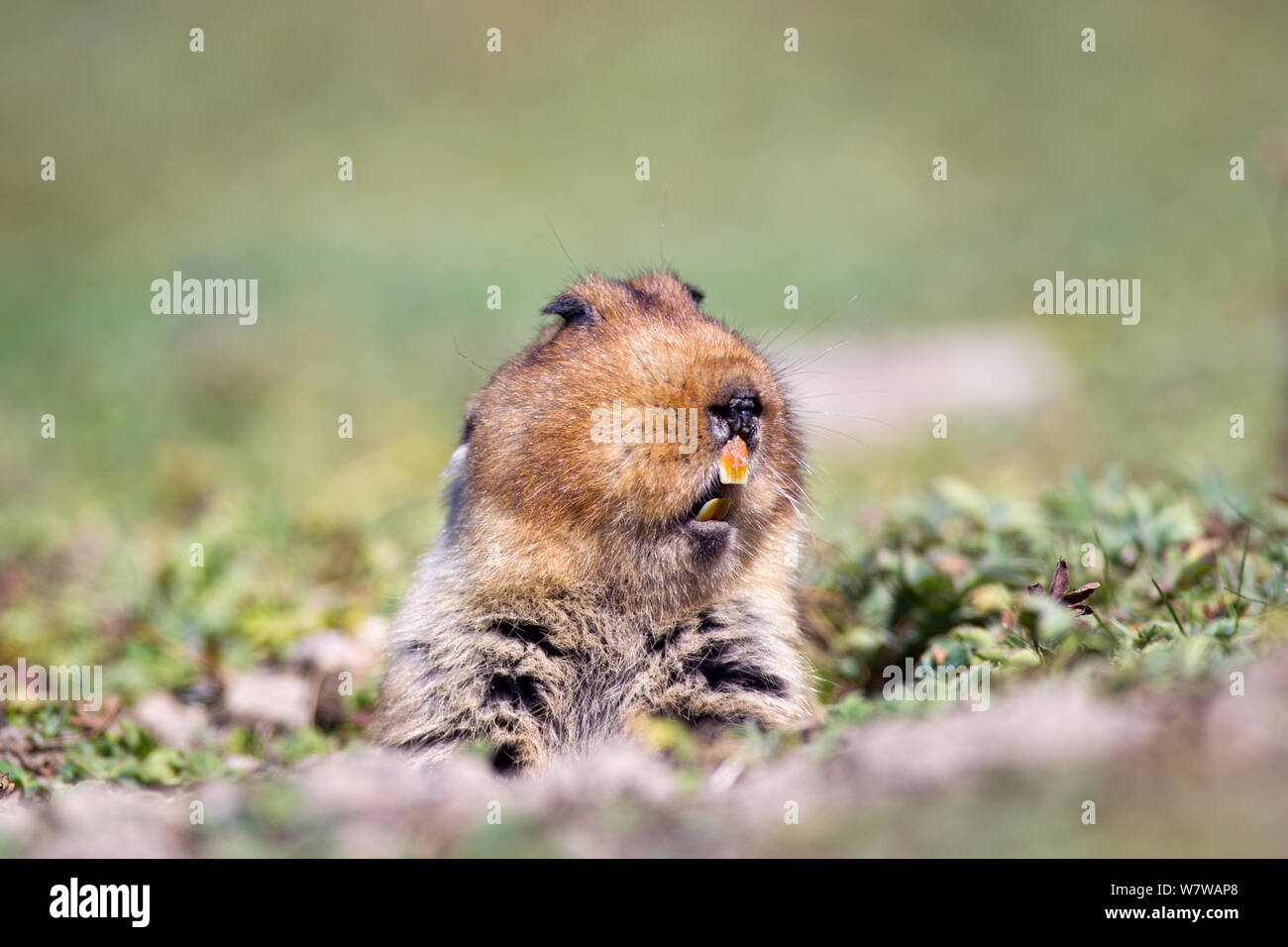 Grande capo-mole di ratto (Tachyoryctes macrocephalus) che figurano nel relativo foro, Bale Mountains National Park, Etiopia. Prese con videocamera remota. Foto Stock