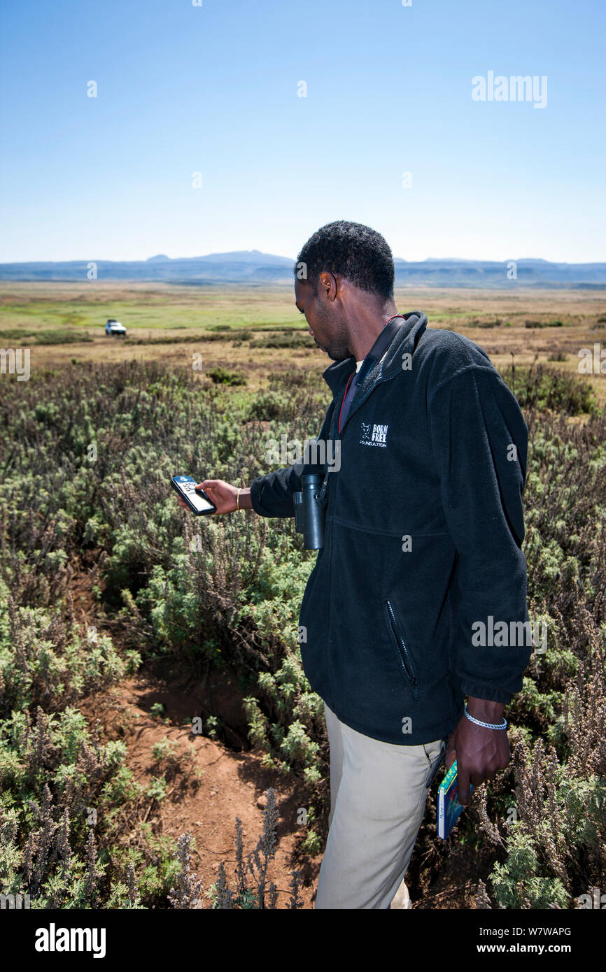 Un lupo etiope programma di conservazione (EWPC) wolf monitor segna la posizione di un den con un dispositivo GPS portatile, Bale Mountains National Park, Etiopia, novembre 2011. Foto Stock