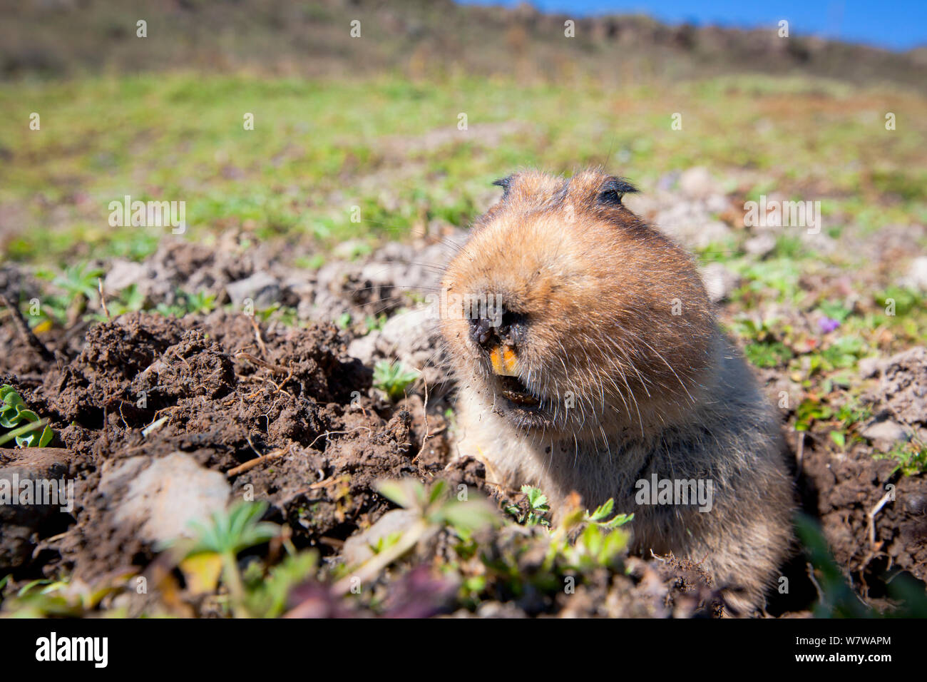 Grande capo-mole di ratto (Tachyoryctes macrocephalus) che figurano nel relativo foro, Bale Mountains National Park, Etiopia. Prese con videocamera remota. Foto Stock