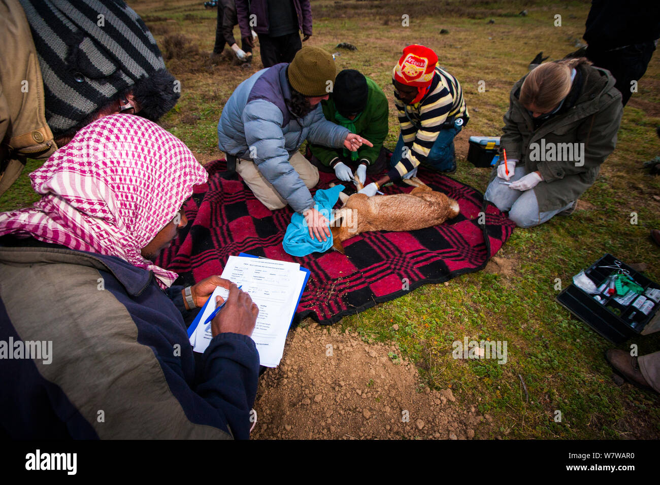 Conservazionisti dal lupo etiope programma di conservazione (EWCP) raccogliere dati da un Etiope sedati Lupo (Canis simensis) Bale Mountains National Park, Etiopia, novembre 2011. Foto Stock