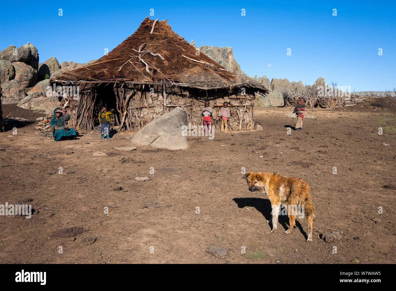 I cani domestici vicino a capanna, cani domestici può trasmettere la rabbia e altre malattie a etiope Lupo (Canis simensis) Bale Mountains National Park, Etiopia. Foto Stock