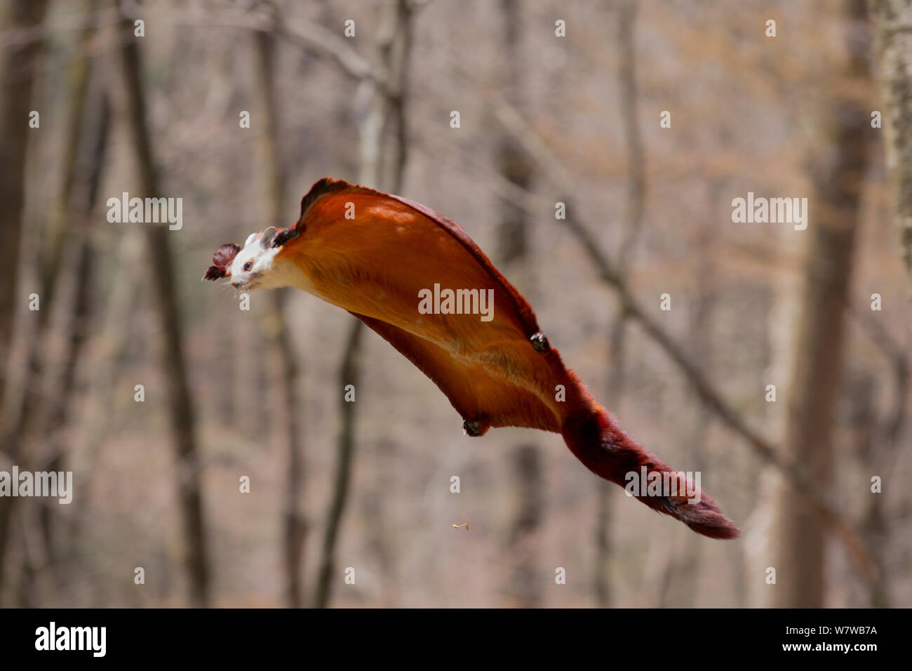Rosso e Bianco gigantesca scoiattolo battenti (Petaurista alborufus) gliding, Foping Riserva naturale, montagne Qinling, provincia di Shaanxi, Cina. Foto Stock