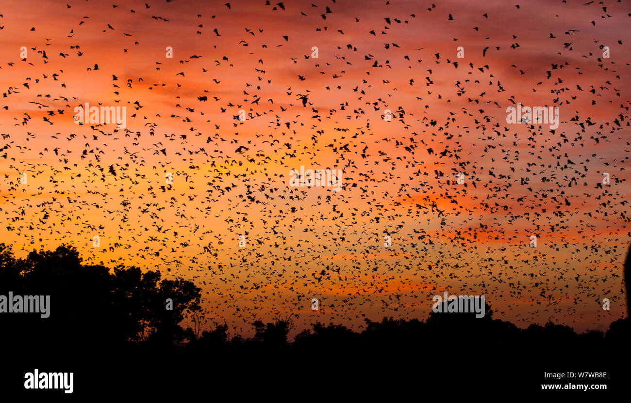 Massa di colore paglierino frutta bat (Eidolon helvum) in volo all'alba, Kasanka National Park, Zambia. Foto Stock