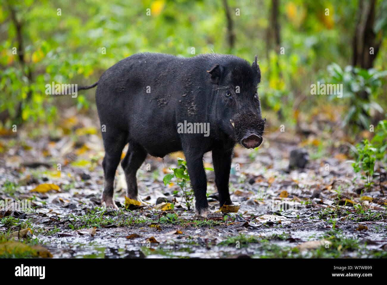 Il cinghiale (Sus scrofa), preda del drago di Komodo (Varanus komodoensis) Parco Nazionale di Komodo, Isola di Komodo, Indonesia. Foto Stock