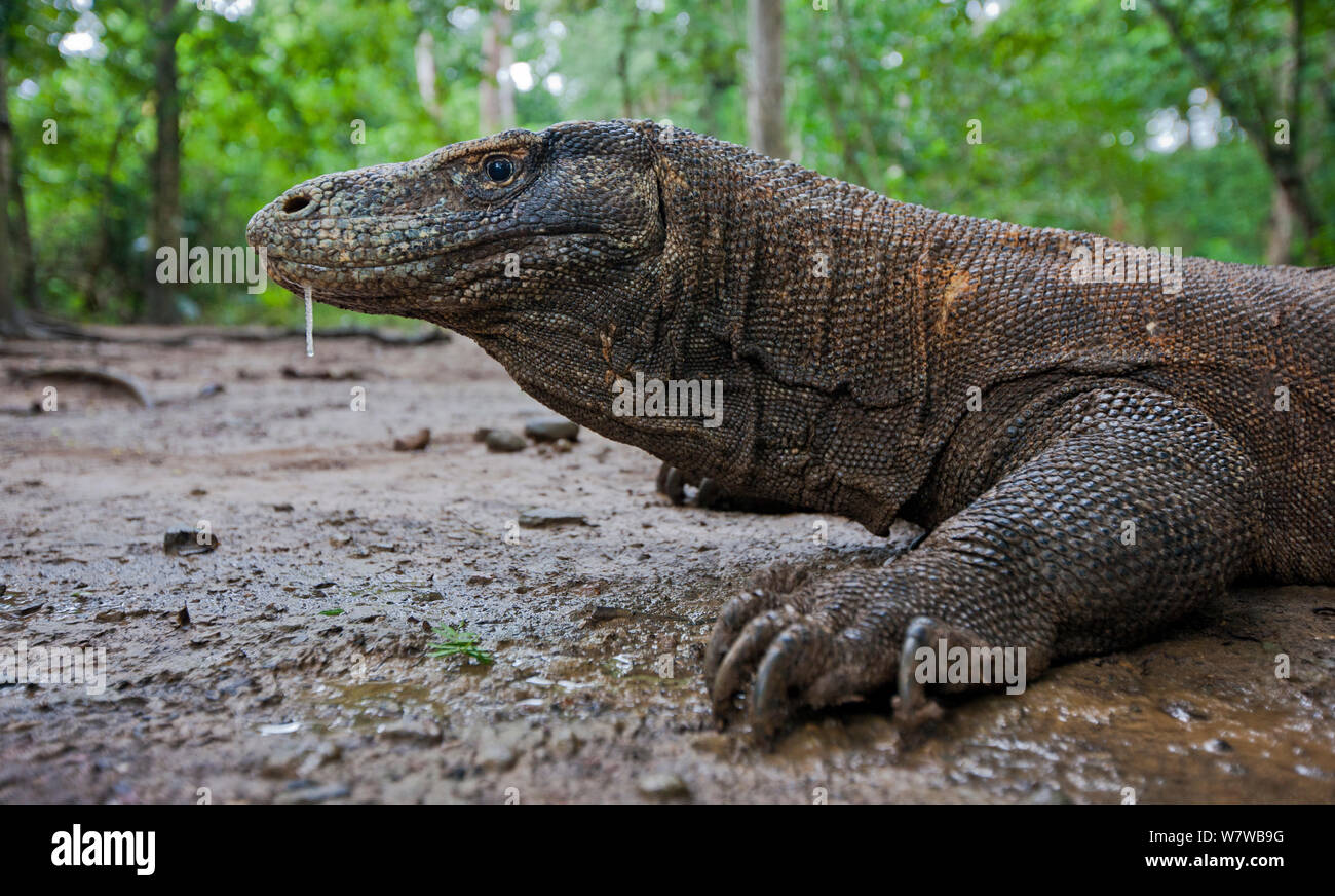 Drago di Komodo (Varanus komodoensis) con la saliva fuoriesce dalla bocca, la saliva contiene batteri virulenti che infetta le ferite. Parco Nazionale di Komodo, Isola di Komodo, Indonesia. Foto Stock