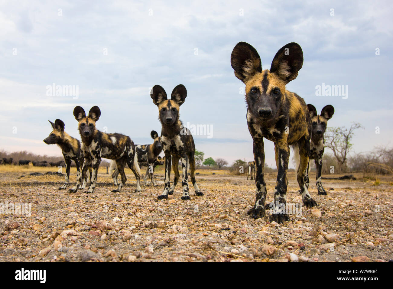 African cani selvatici (Lycaon pictus) investigando videocamera remota, South Luangwa National Park, Zambia. Foto Stock