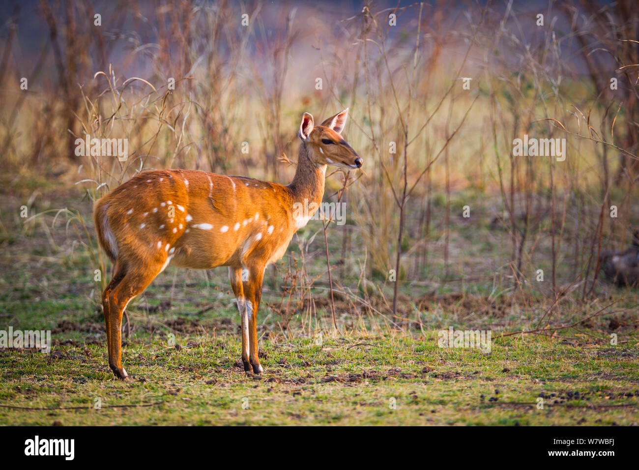 Bushbuck (Tragelaphus scriptus) femmina, South Luangwa National Park, Zambia. Settembre. Foto Stock
