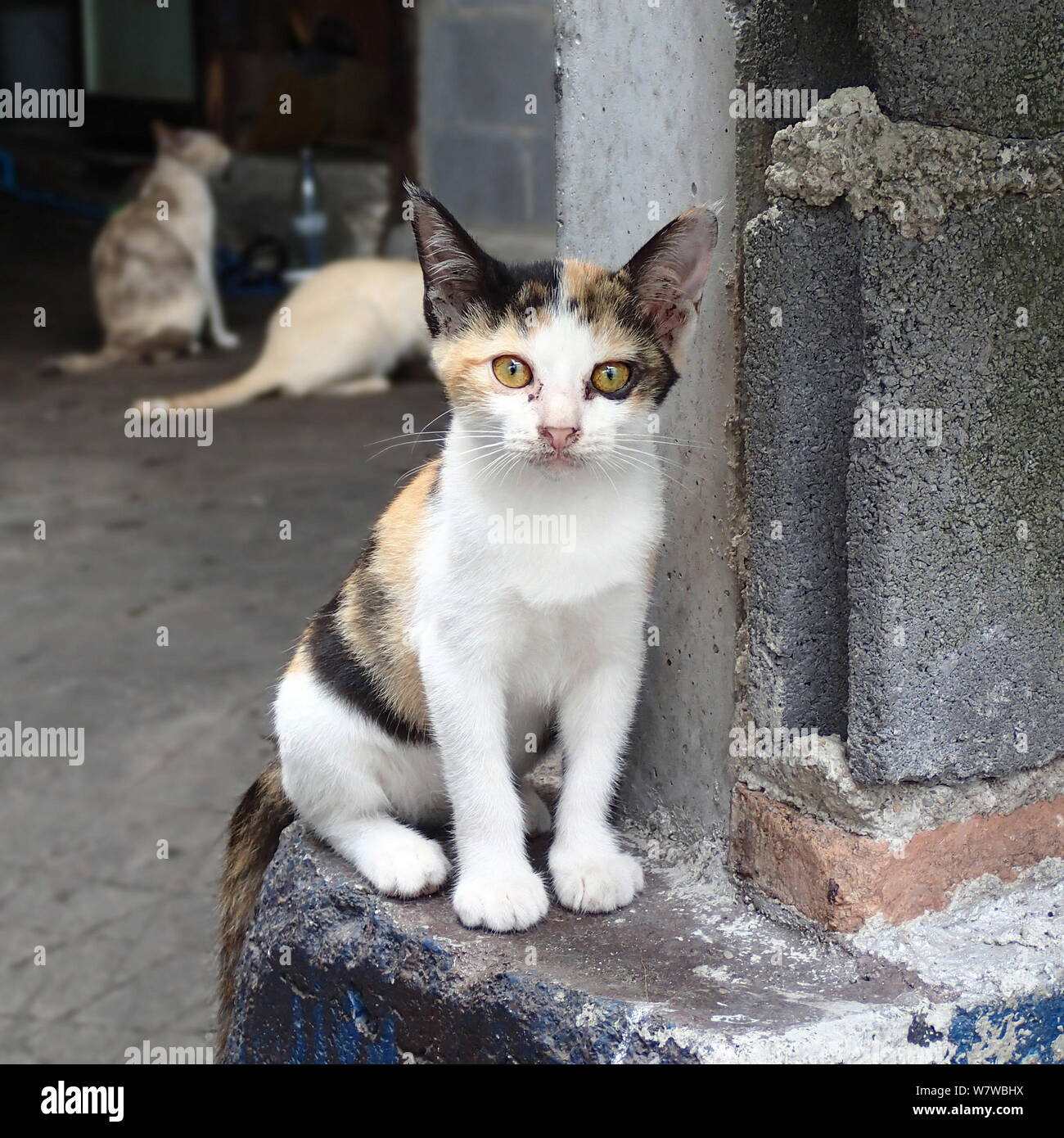 Senzatetto tricolore gattino Foto Stock