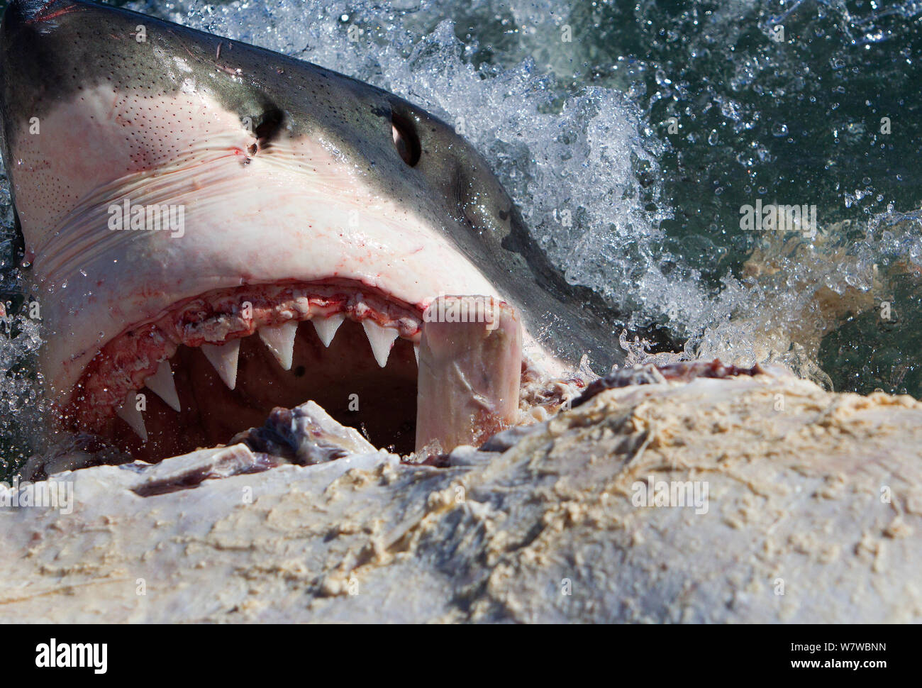 Il grande squalo bianco (Carchardon carcharias) alimentazione su Brydes balena (Balaenoptera brydei) False Bay, Sud Africa Foto Stock