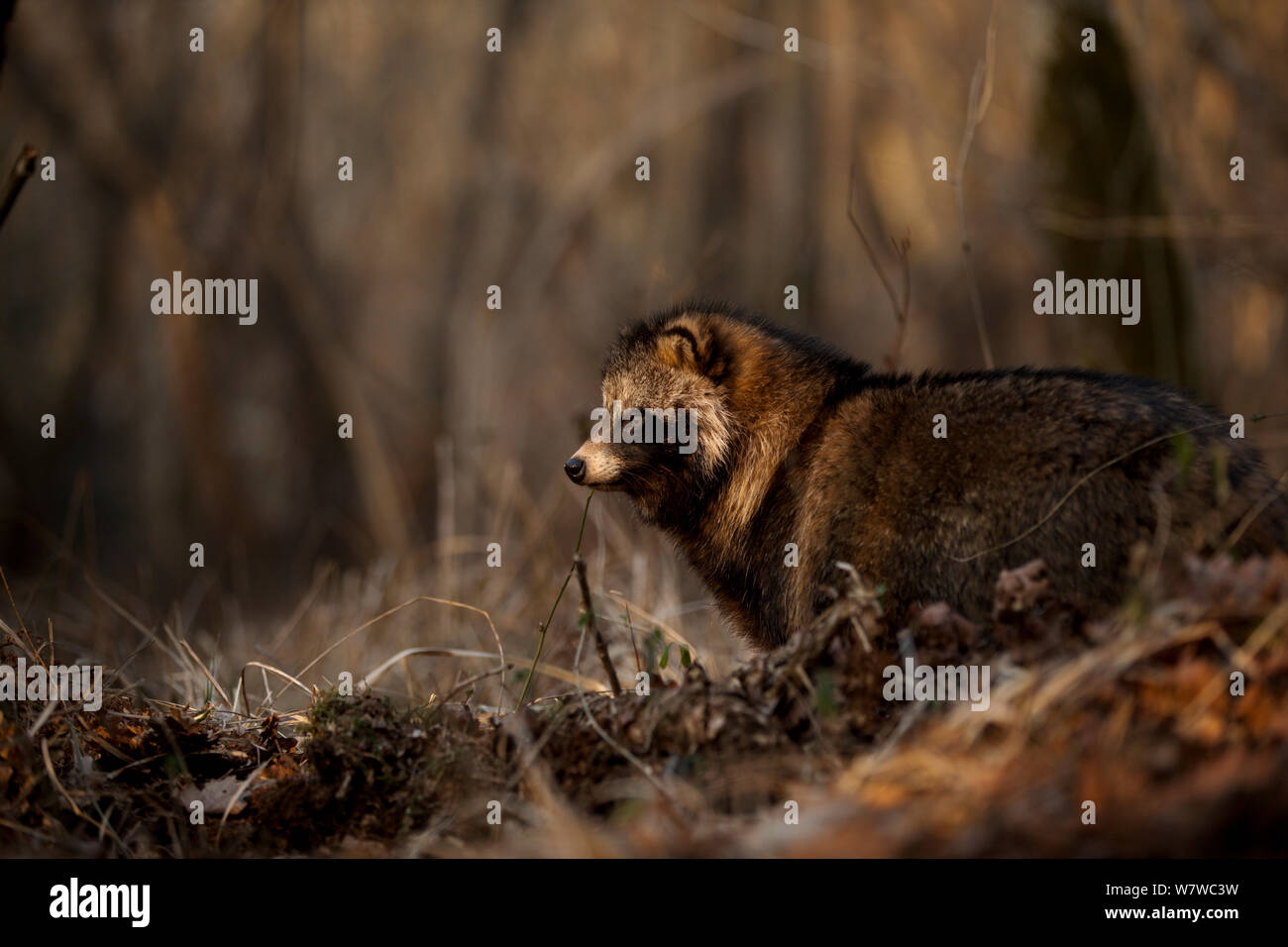 Cane procione (Nyctereutes procyonoides) profilo, specie introdotte, Foresta Nera, Baden-Württemberg, Germania. Febbraio. Foto Stock