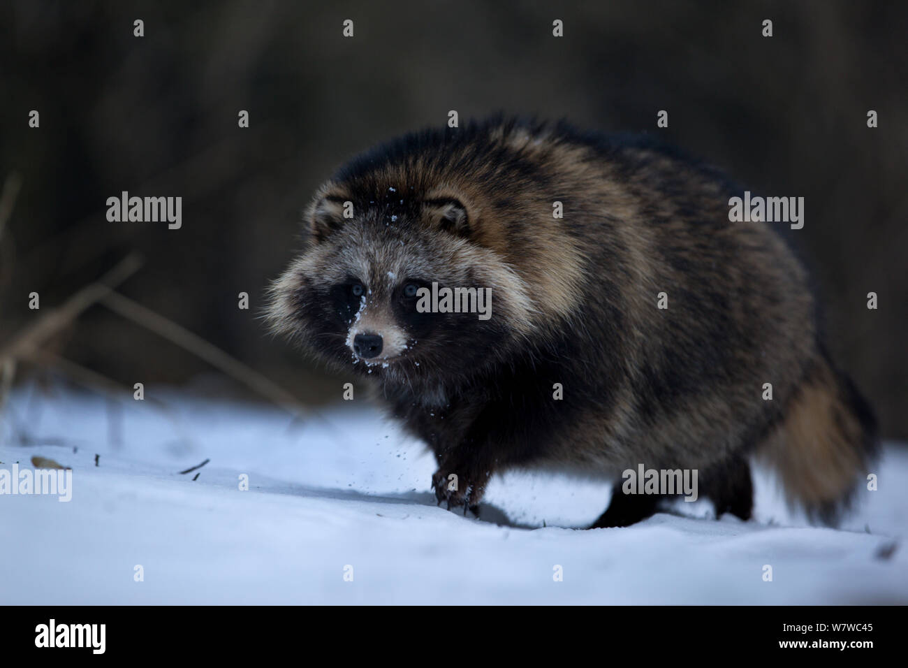 Cane procione (Nyctereutes procyonoides) nella neve, specie introdotte, Foresta Nera, Baden-Württemberg, Germania. Febbraio. Foto Stock