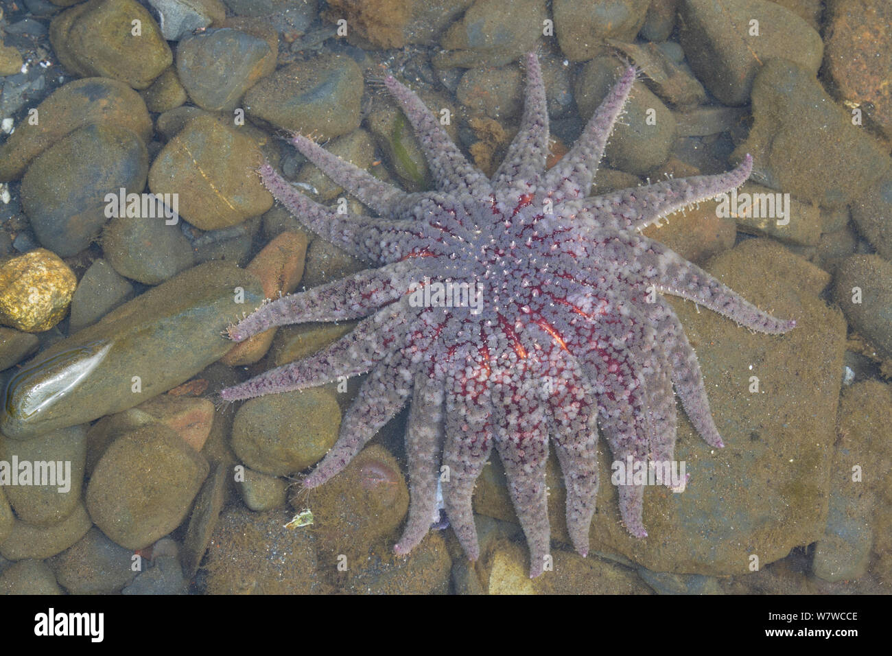 Girasole stella di mare (Pycnopodia helianthoides) Olga Bay, isola di Kodiak, Alaska, STATI UNITI D'AMERICA, Agosto. Foto Stock