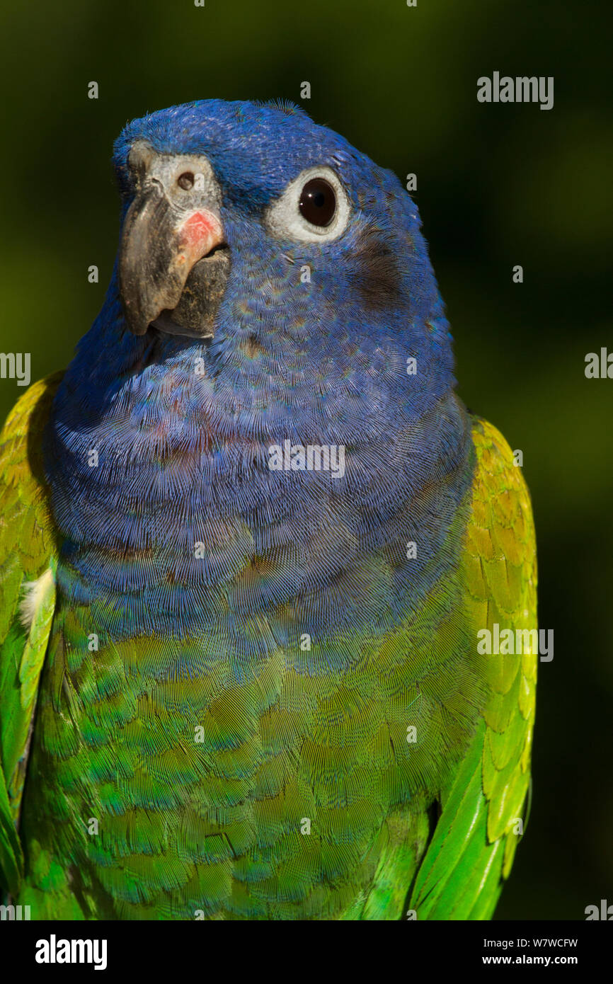 Blue-Headed Parrot (Pionus menstruus) ritratto, captive, nativo di America Centrale e America del Sud. Foto Stock