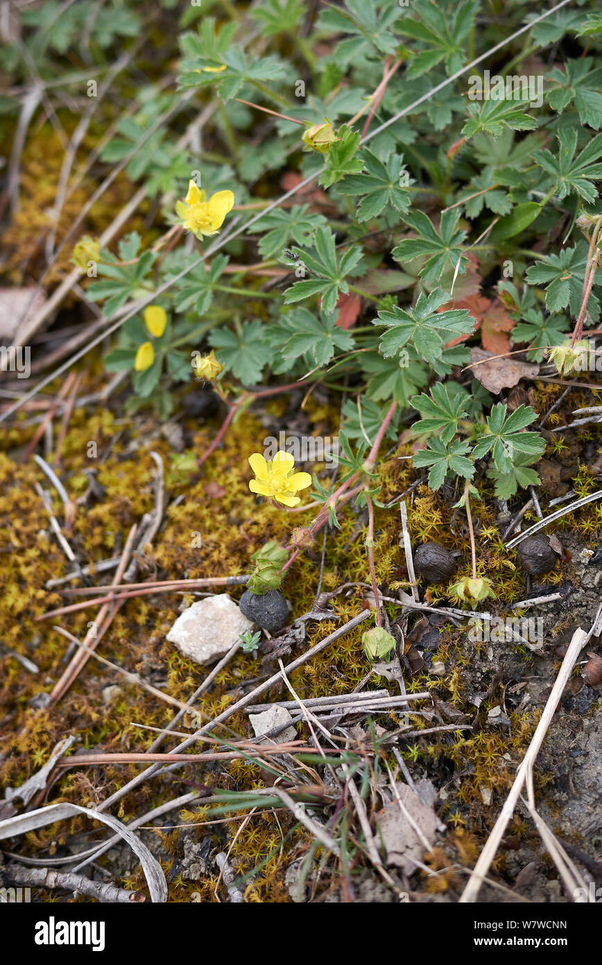 Le foglie fresche e fiore di Potentilla reptans impianto Foto Stock